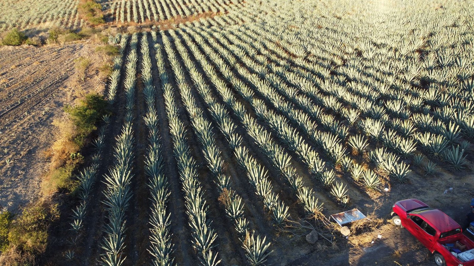 Vista aérea de los plantíos de agave en Santiago Matatlán