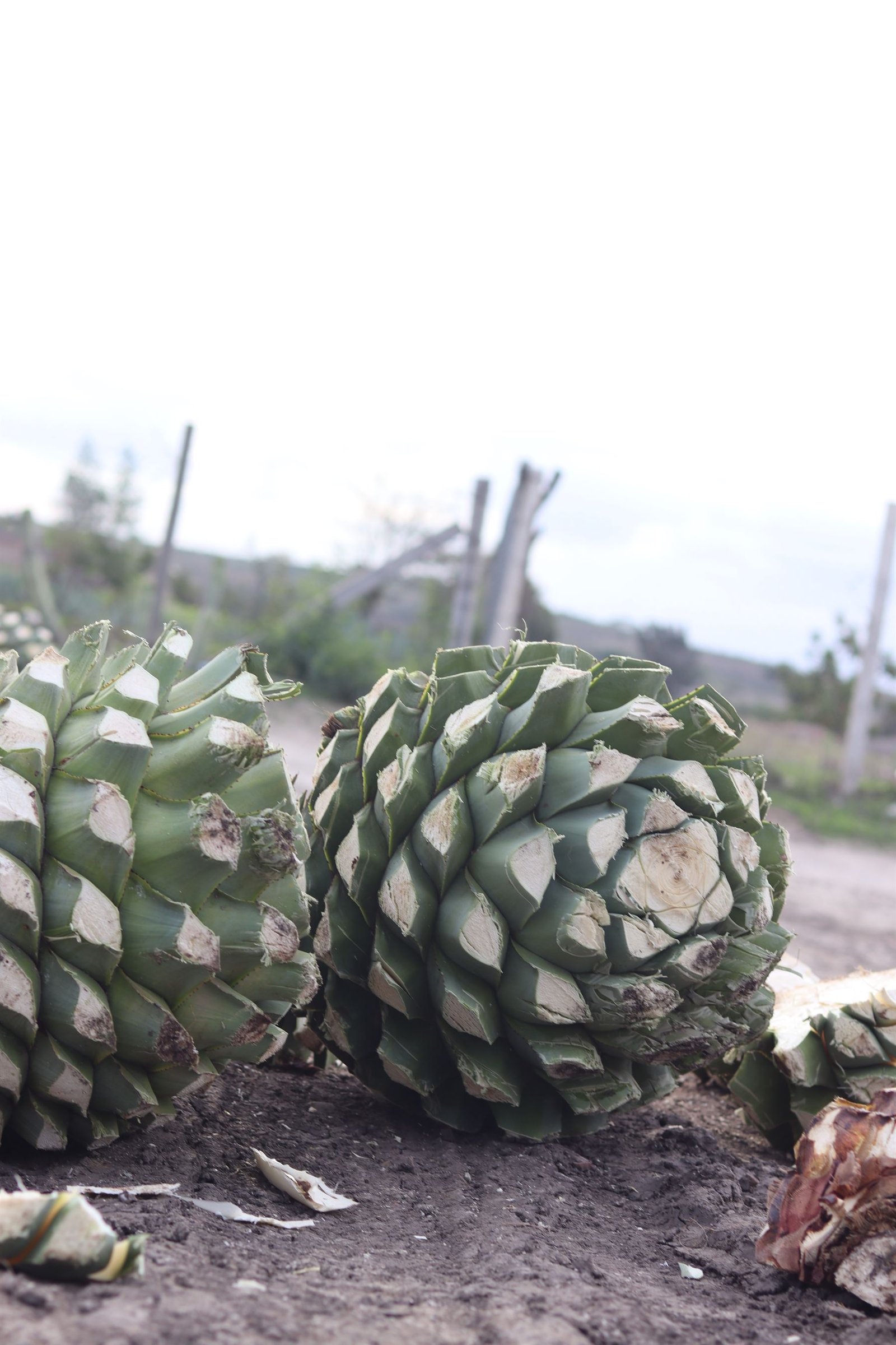 Piñas de agave jimadas de distintos tamaños