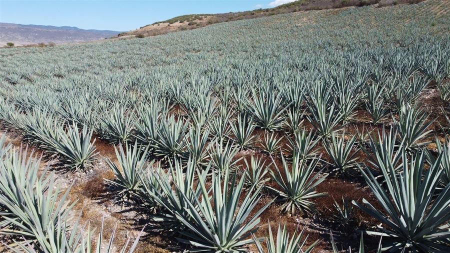 Hileras de agave vistas desde el aire
